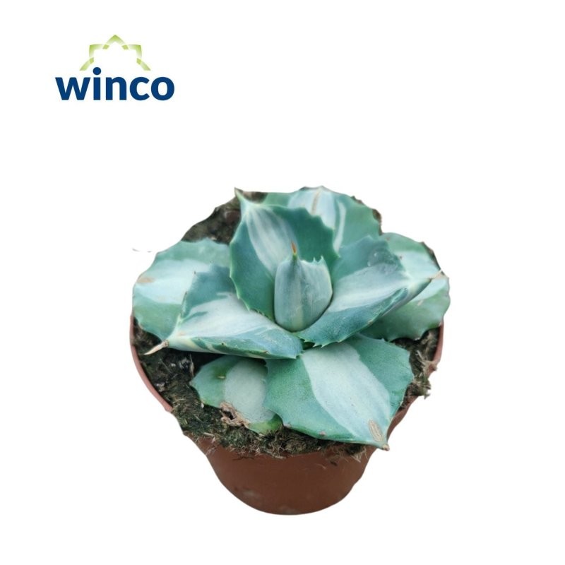 AGAVE POTATORUM M12 Variegata