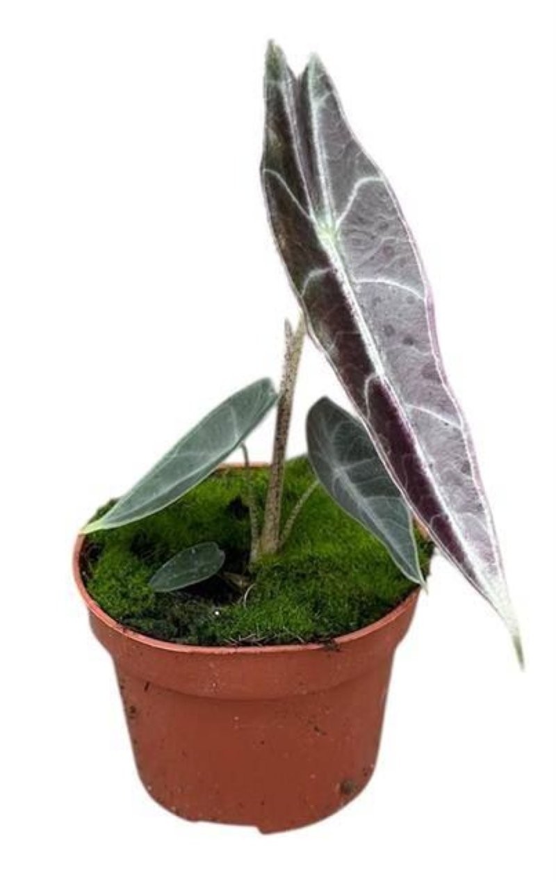 ALOCASIA  M11 Longiloba Purple