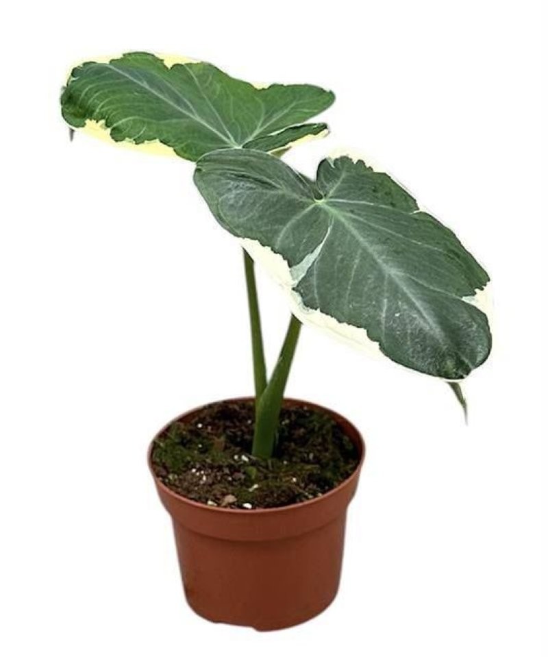 ALOCASIA  M11  MICKEY MOUSE variegada