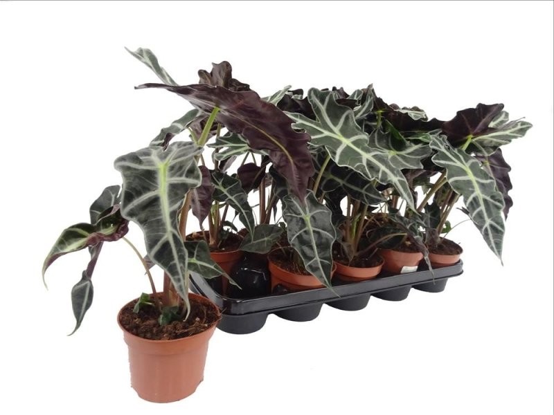 ALOCASIA  M12  polly