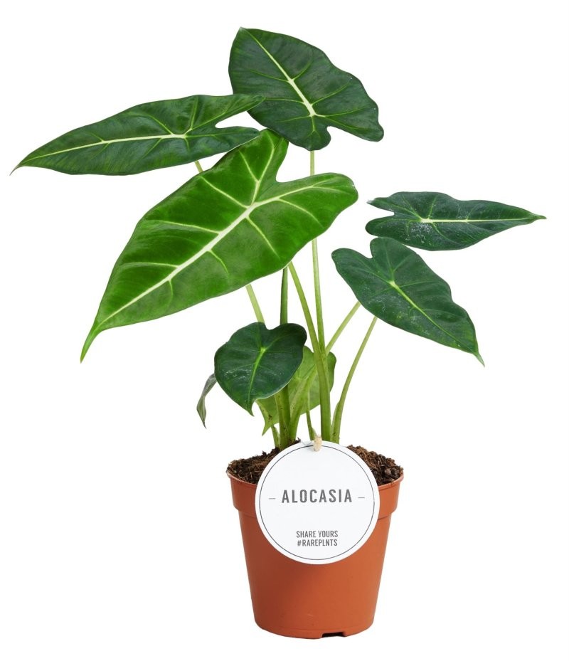 ALOCASIA  M12 Frydek