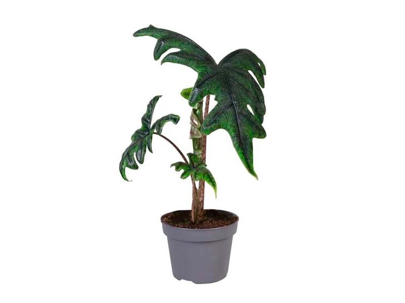 ALOCASIA  M12 Jacklyn