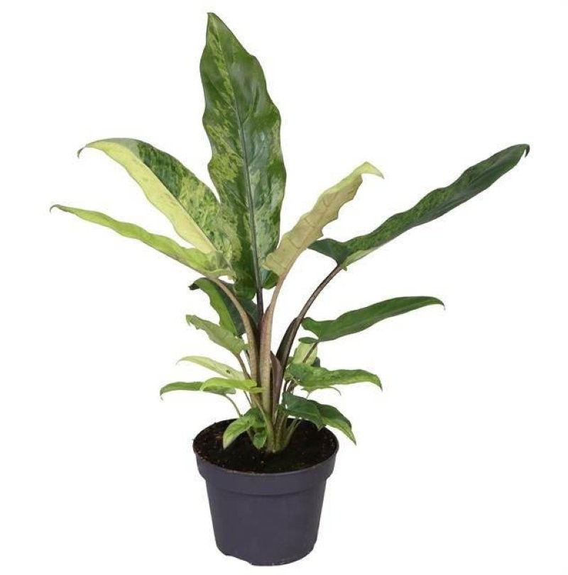 ALOCASIA  M12  LAUTERBACHIANA Variegata