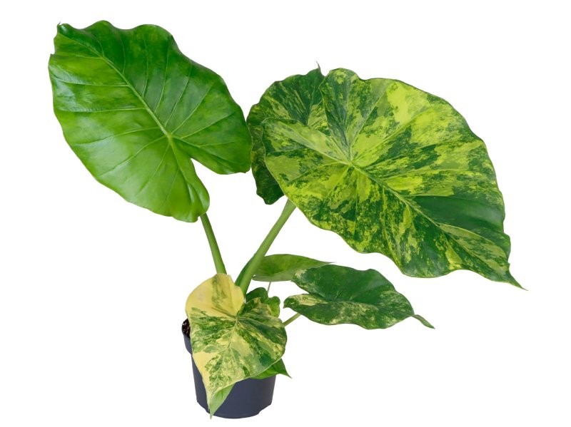ALOCASIA  M12  Macrorrhiza Aurea Variega