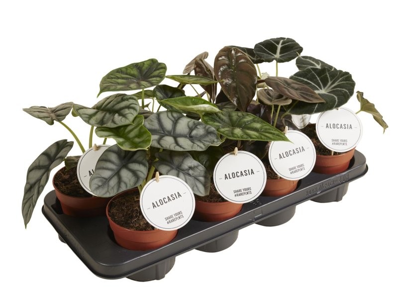 ALOCASIA  M12 MIX SPECIAL