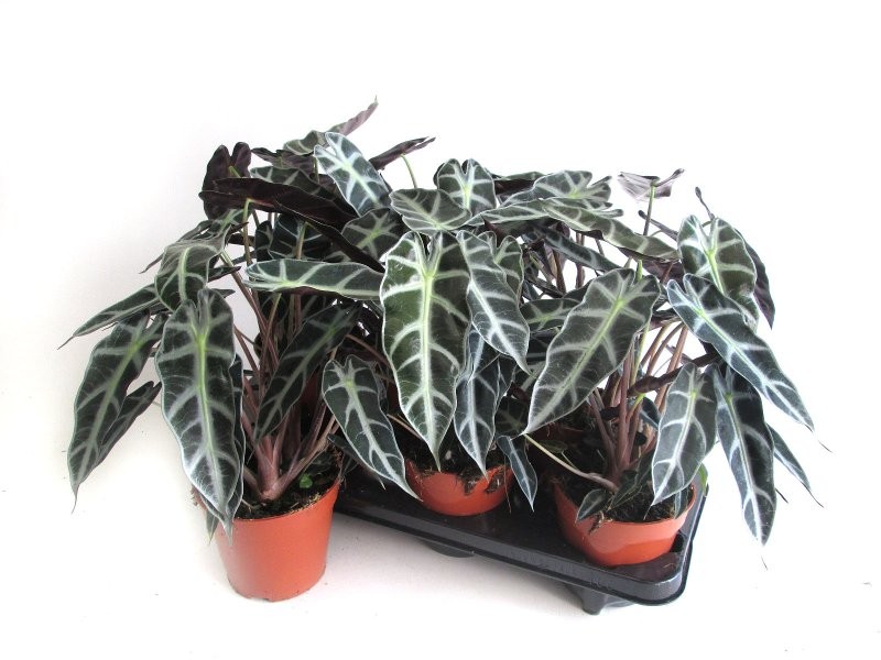 ALOCASIA  M14  Bambino arrow