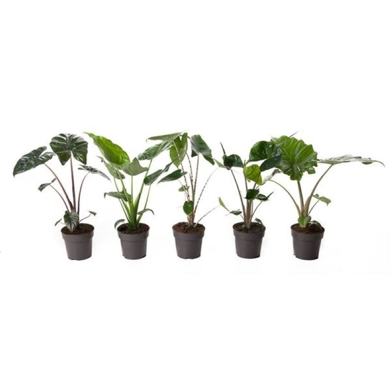 ALOCASIA  M14 H50  Mix