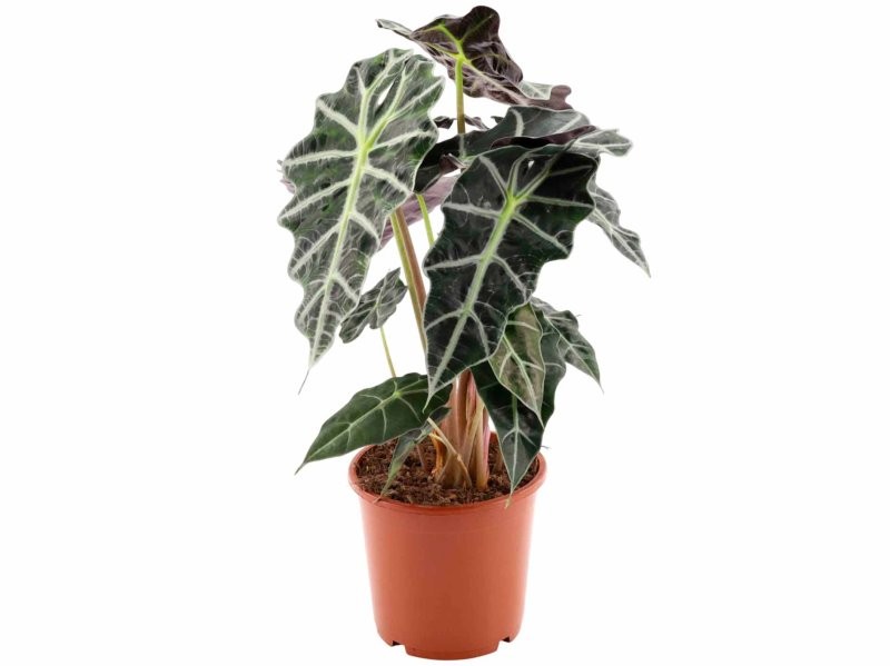 ALOCASIA  M17  polly