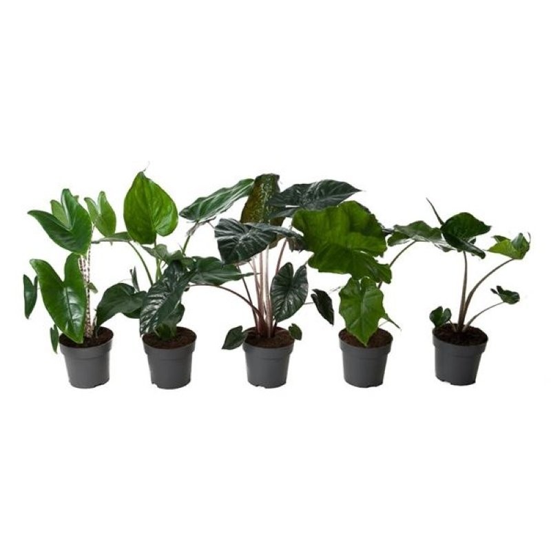 ALOCASIA  M17 H60  Mix