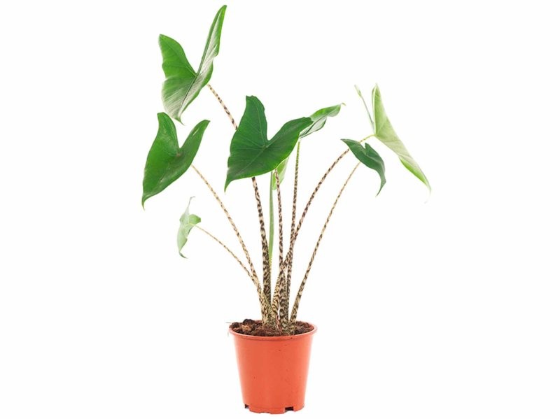 ALOCASIA  M17 ZEBRINA H65