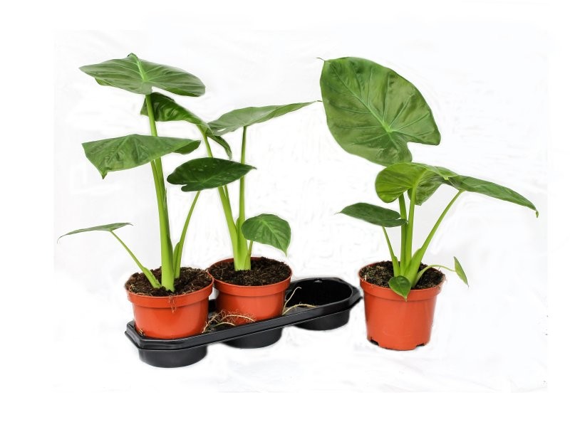 ALOCASIA  M19 CALIDORA