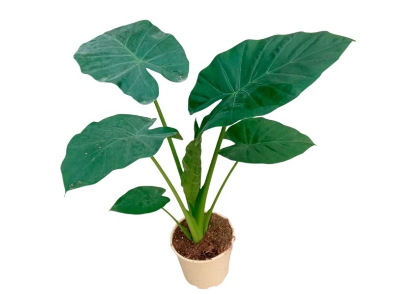 ALOCASIA  M20 Macrorrhiza