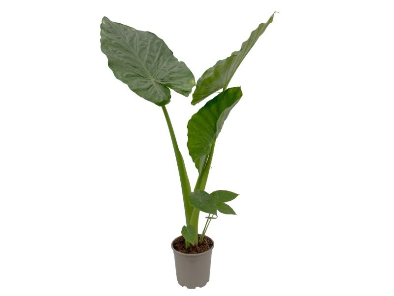 ALOCASIA  M22-100cm. Macrorrhiza