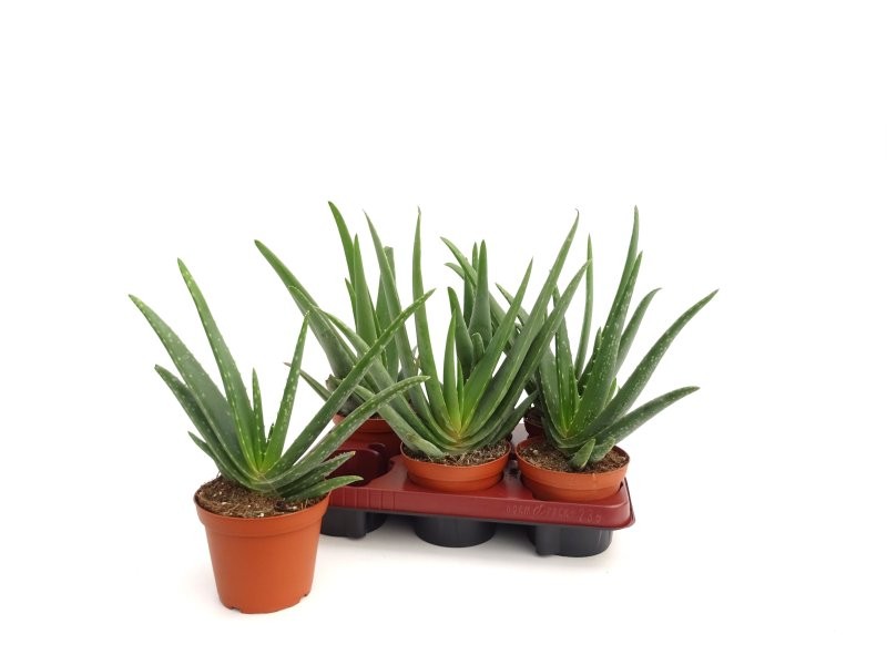 ALOE VERA  M12