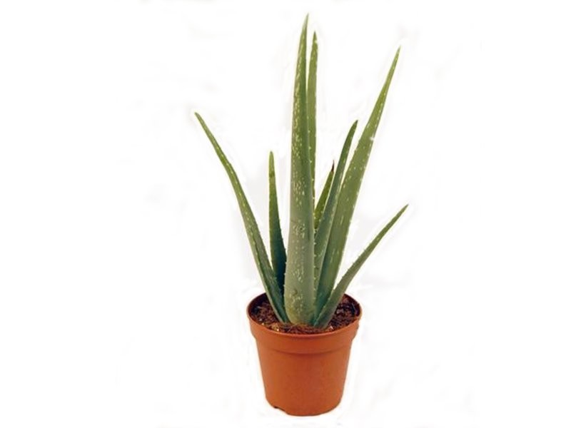 ALOE VERA  M15