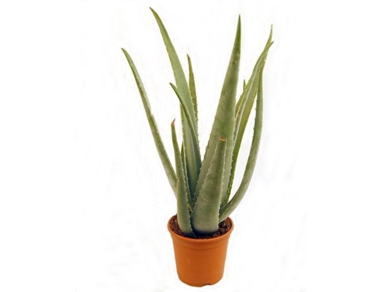 ALOE VERA  M17