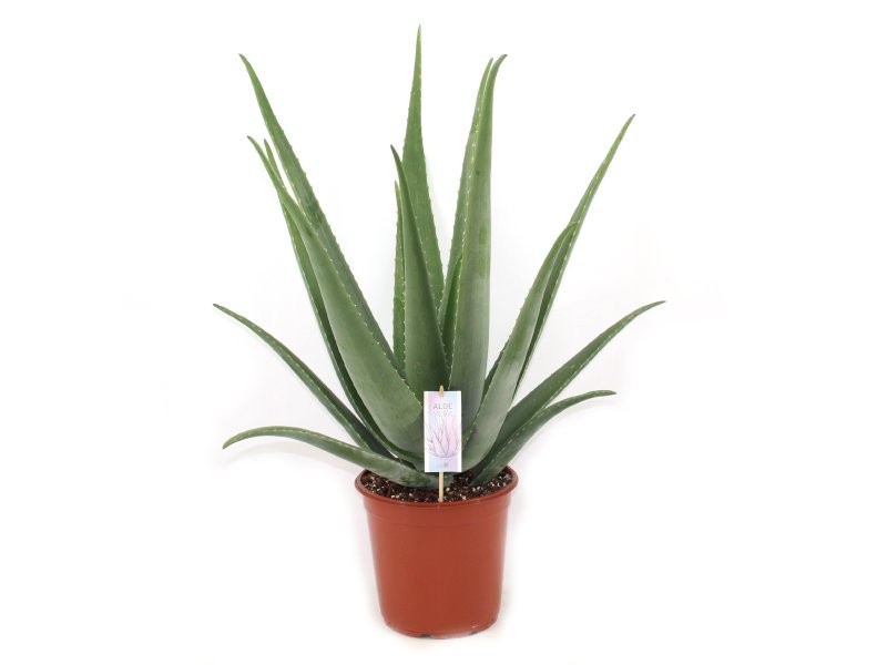 ALOE VERA  M25
