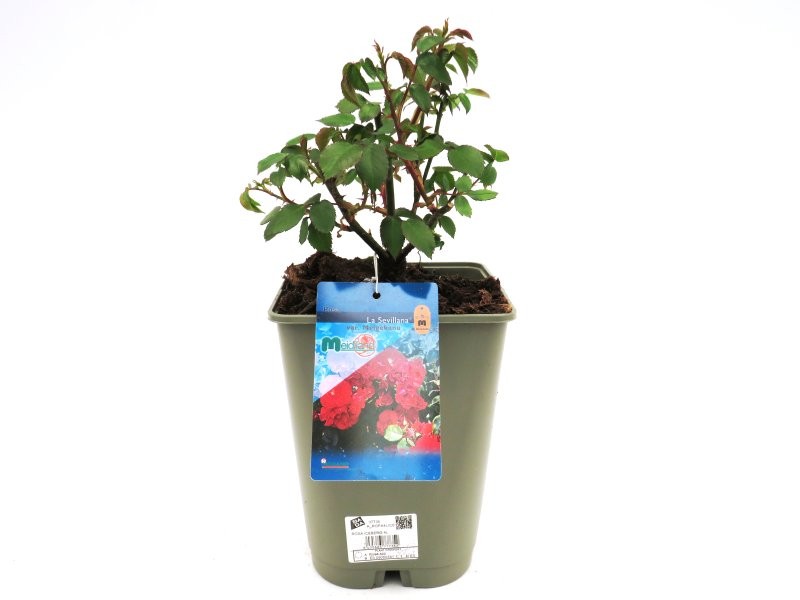 ROSA LA SEVILLANA 4L