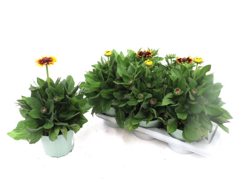 RUDBECKIA FULGIDA M17