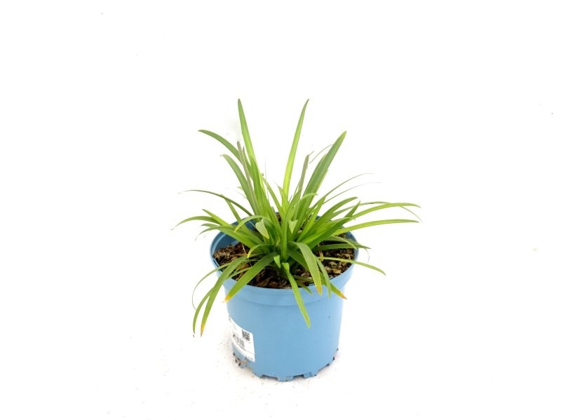 AGAPANTHUS BRILLIANT BLUE M17