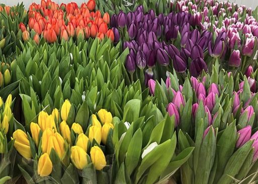 FLOR, TULIPA EXTRA (paquet x10)