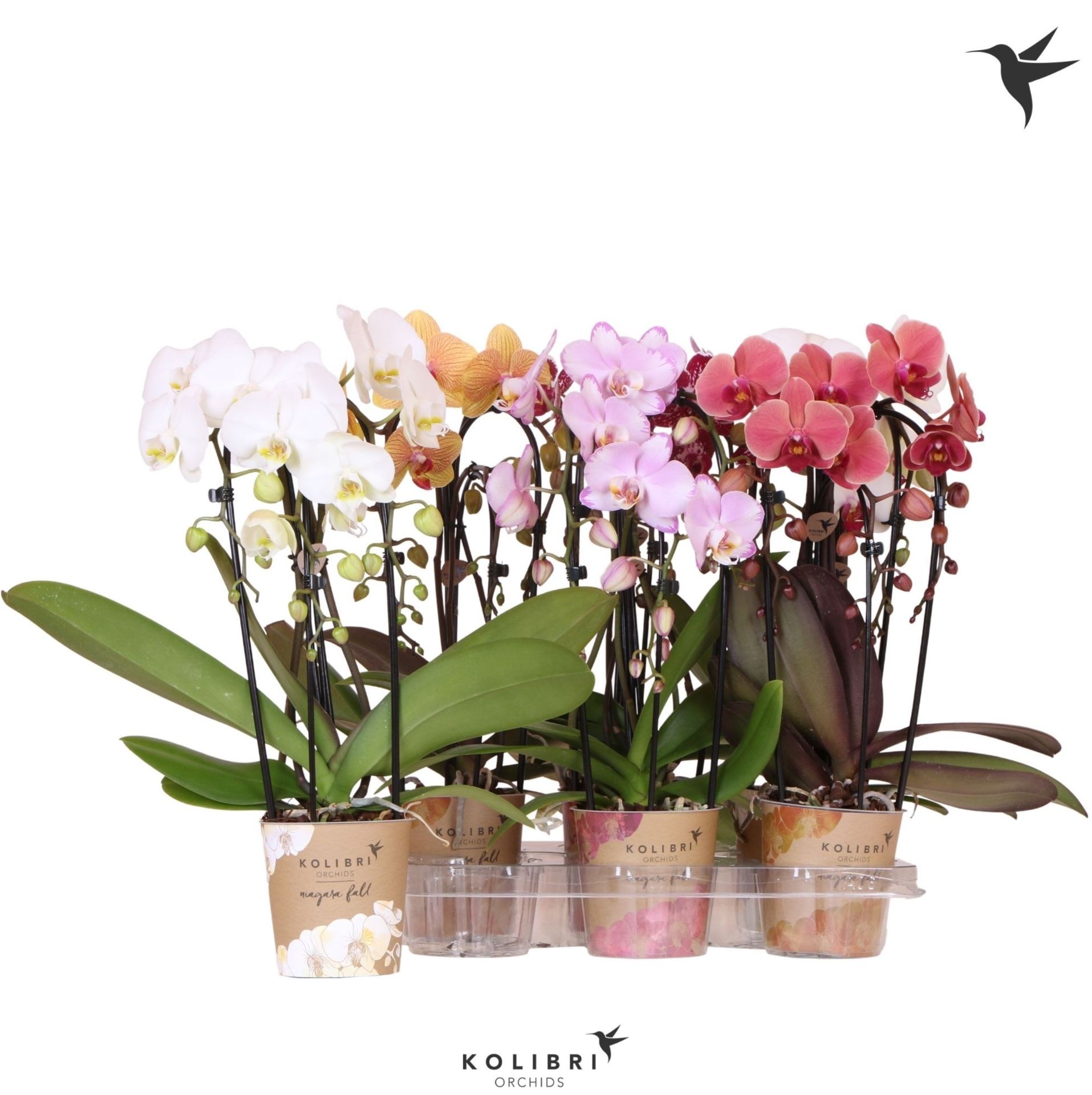 PHALAENOPSIS 2 VARES M12- 60cm. CASCADA