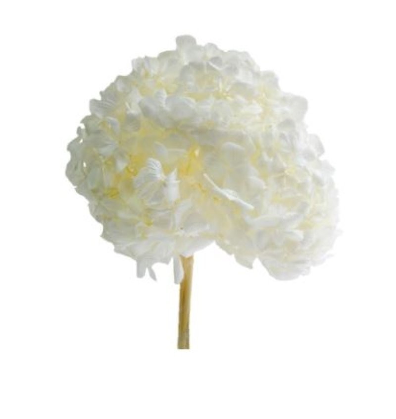HORTENSIA PRESERVADA BLANCA D15-20CM UNITAT