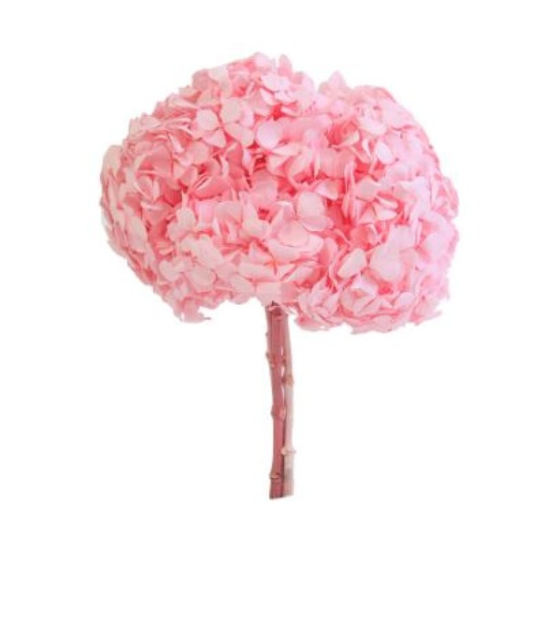 HORTENSIA PRESERVADA ROSA PASTEL D15-20CM UNITAT