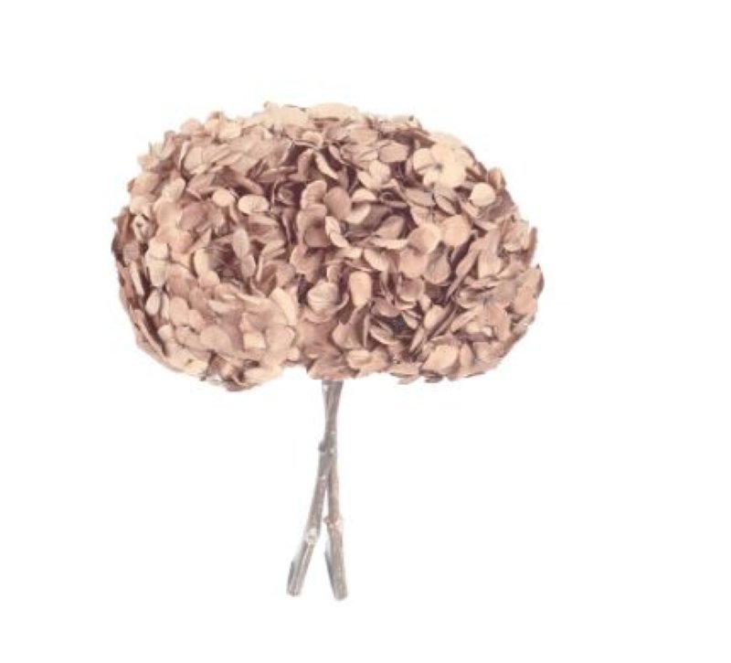 HORTENSIA PRESERVADA AVELLANA D16-20CM UNI