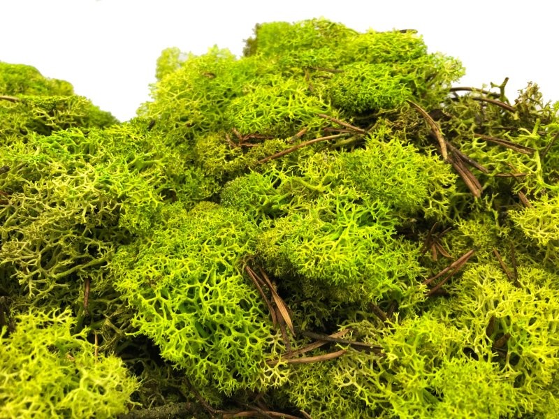 MOLSA PRESERVADA VERD LLIMA 500gr