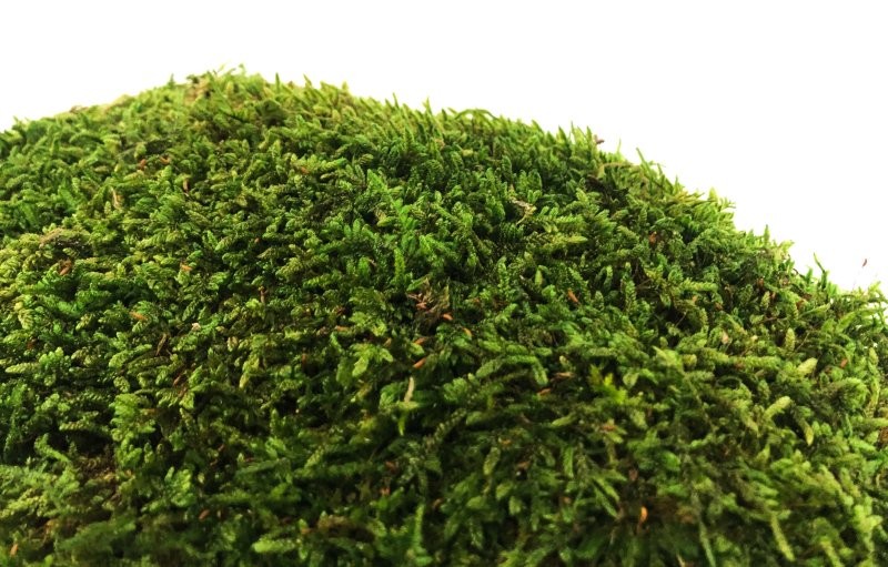 MOLSA PLANA PRESERVADA FLAT MOSS 500gr