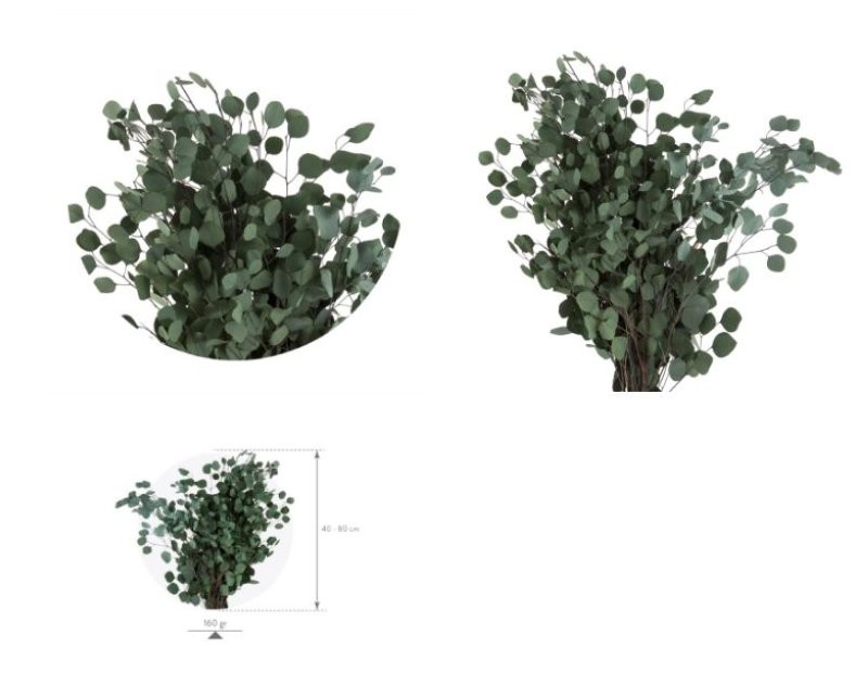 F.SECA, EUCALIPTO POPULUS PRESERVAT VERD 40/80