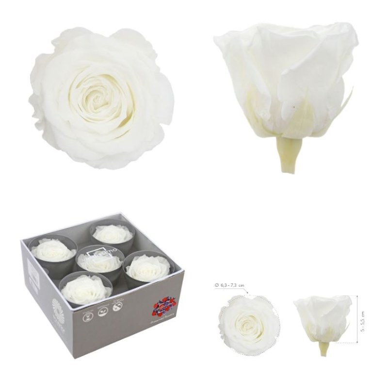 ROSA PRESERVADA SENSE TIJA BLANCA CAIXA 5 UNI