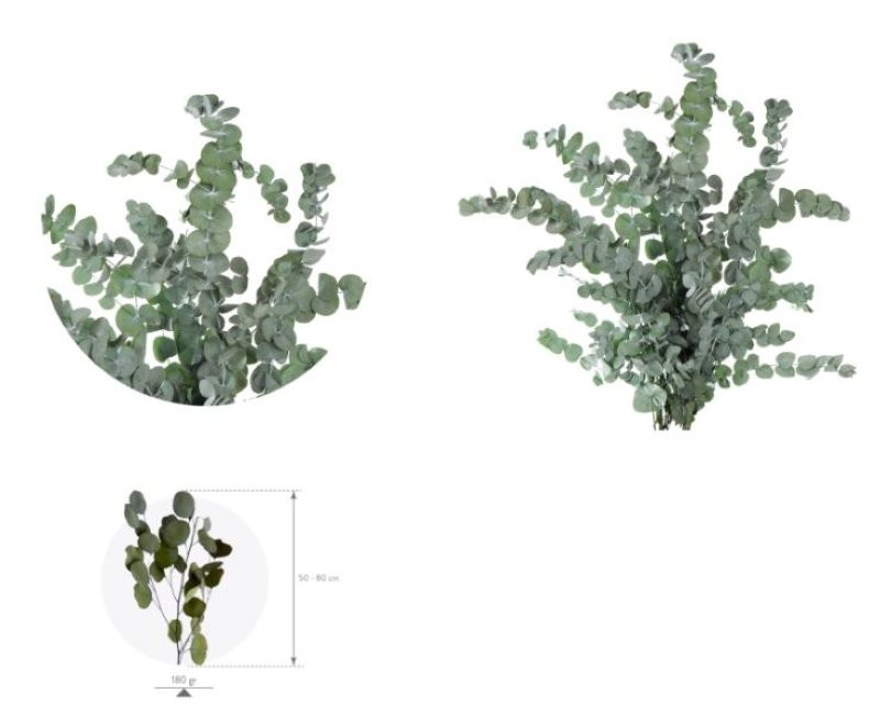 F.SECA, EUCALIPTO CINERERA PRESERVAT VERD 50/80