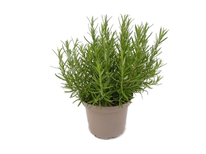 ROSMARINUS OFFICINALIS M17