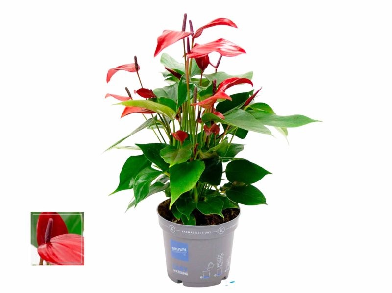 ANTHURIUM  M12 BANDEROLA LAVA
