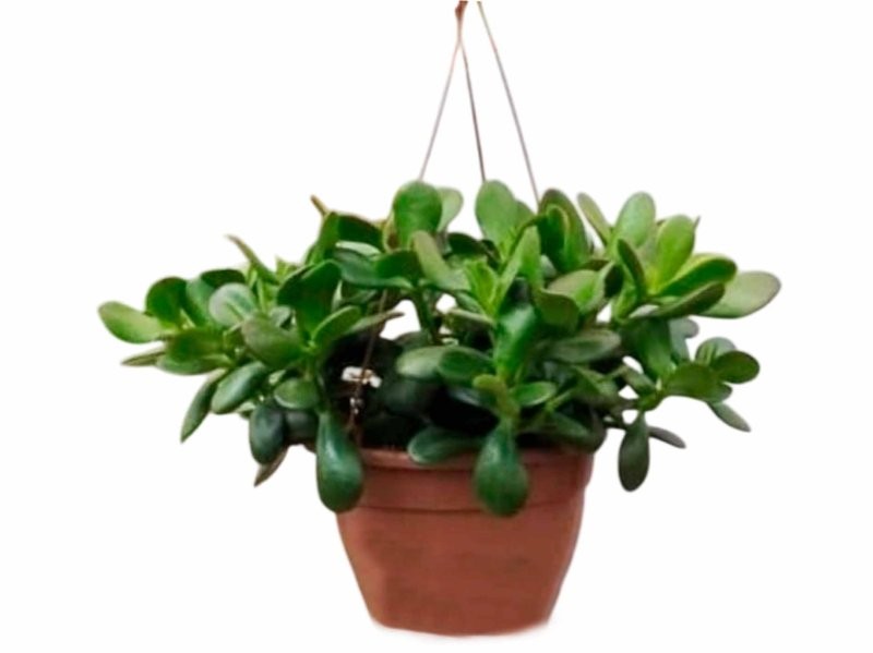 CRASSULA OVATA C20 PENJADOR