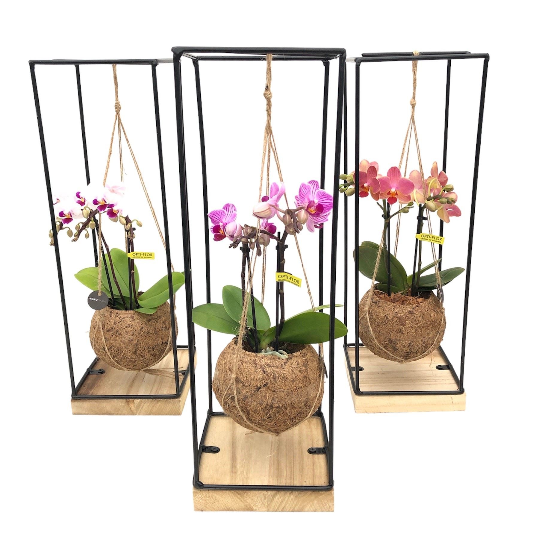PHALAENOPSIS 2 RAMES SUPORT KOKODAMA M15 H25