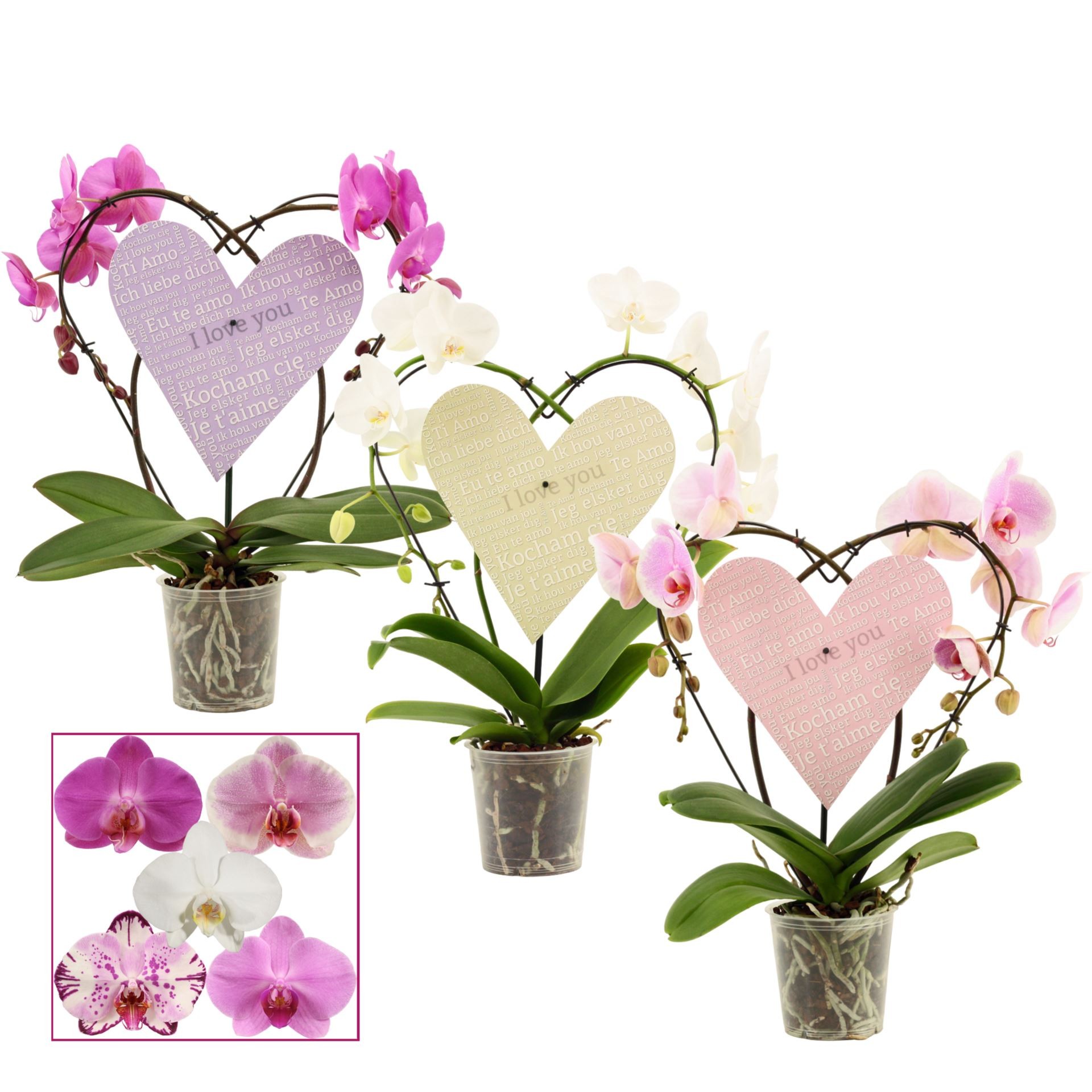 PHALAENOPSIS  M12 2 VARES COR
