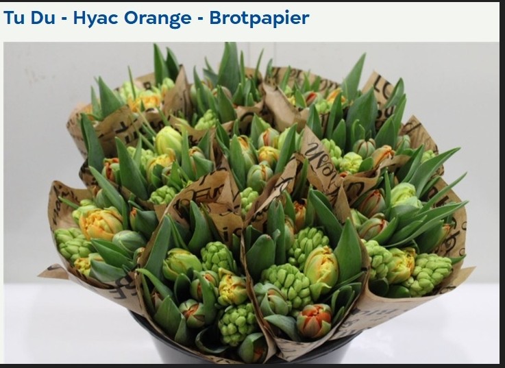 FLOR, TULIPA EXTRA ITALIA, paquet x10