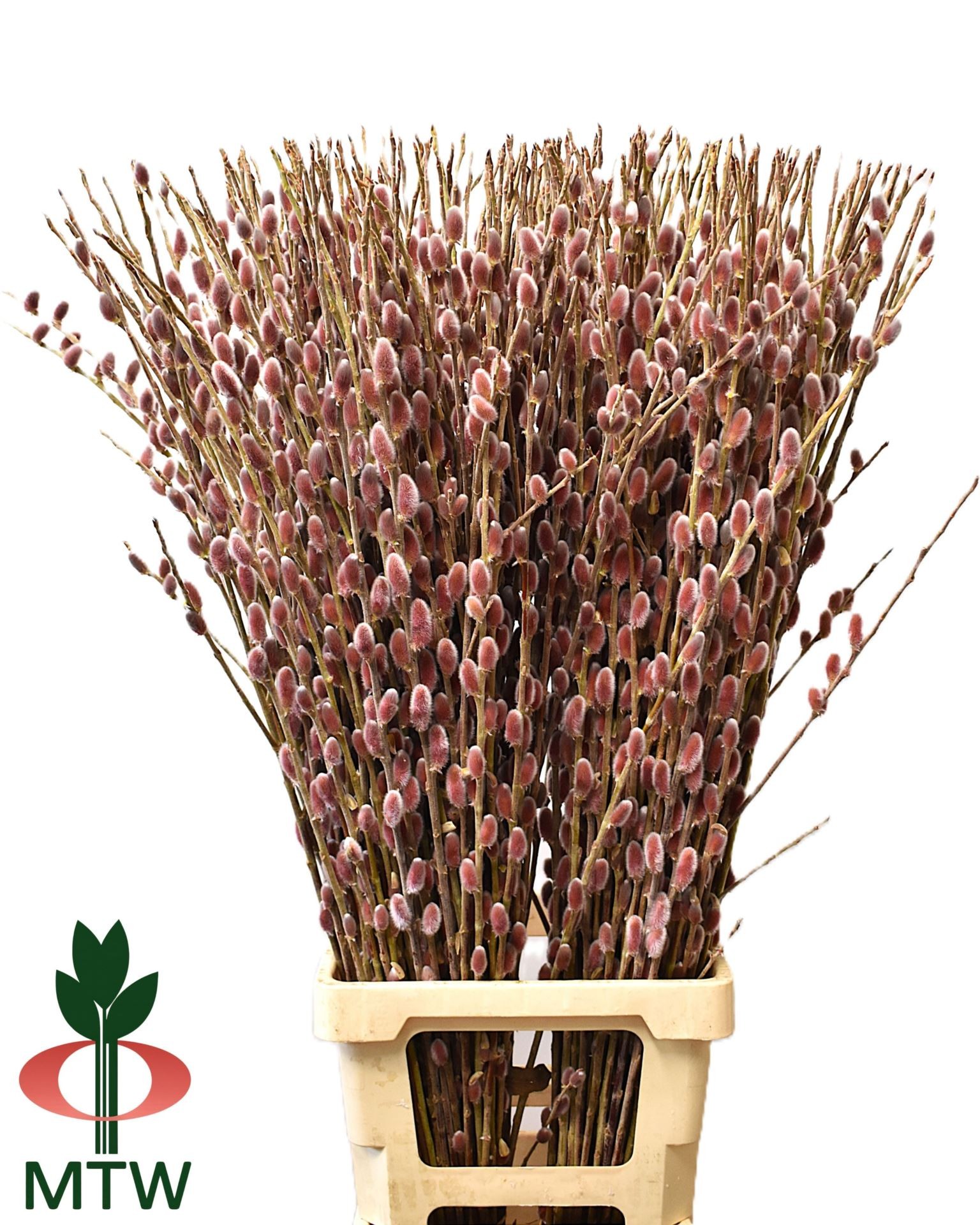 VERDS, GATELL 100cm.  rosa/fucsia