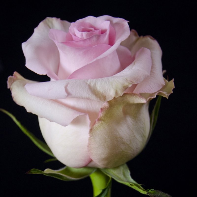 ROSA ECUADOR,  60cm. x25 ROSA