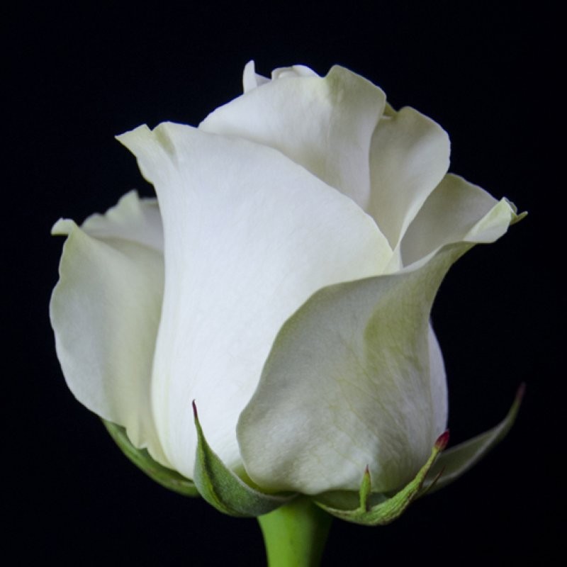 ROSA ECUADOR,  60cm. x25 BLANCA