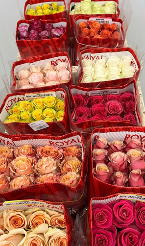 ROSA ECUADOR,  60cm. x25 COLORS