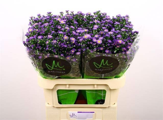 FLOR, ASTER CASAMARE paq.x10 lila
