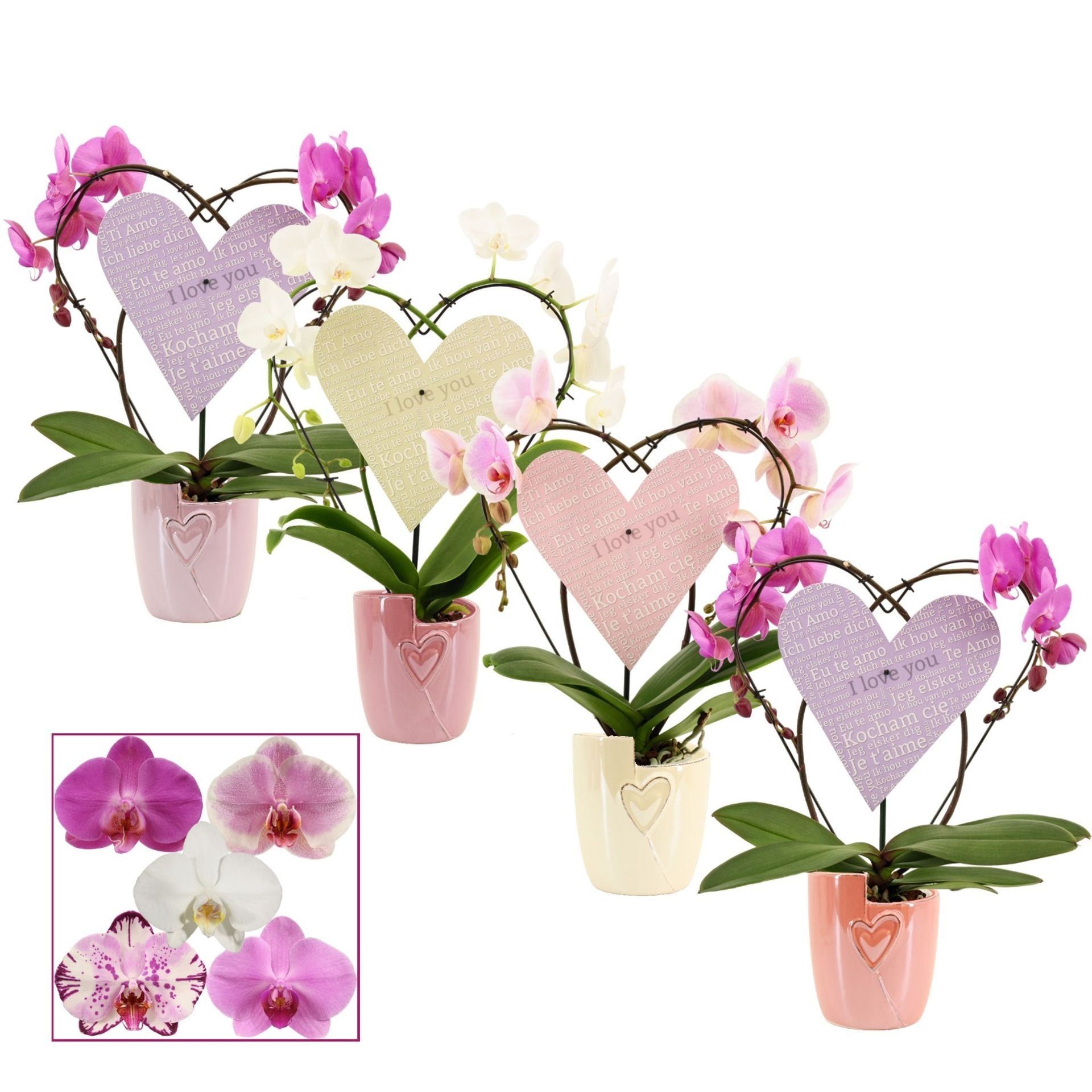 PHALAENOPSIS  M12 2 VARES COR  CERAMICA