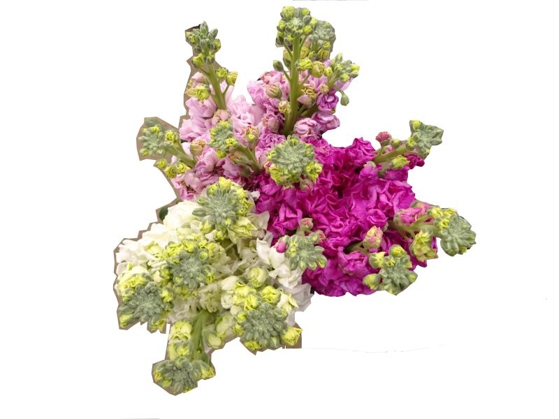 FLOR, VIOLE NACIONAL paq. x5 tiges.