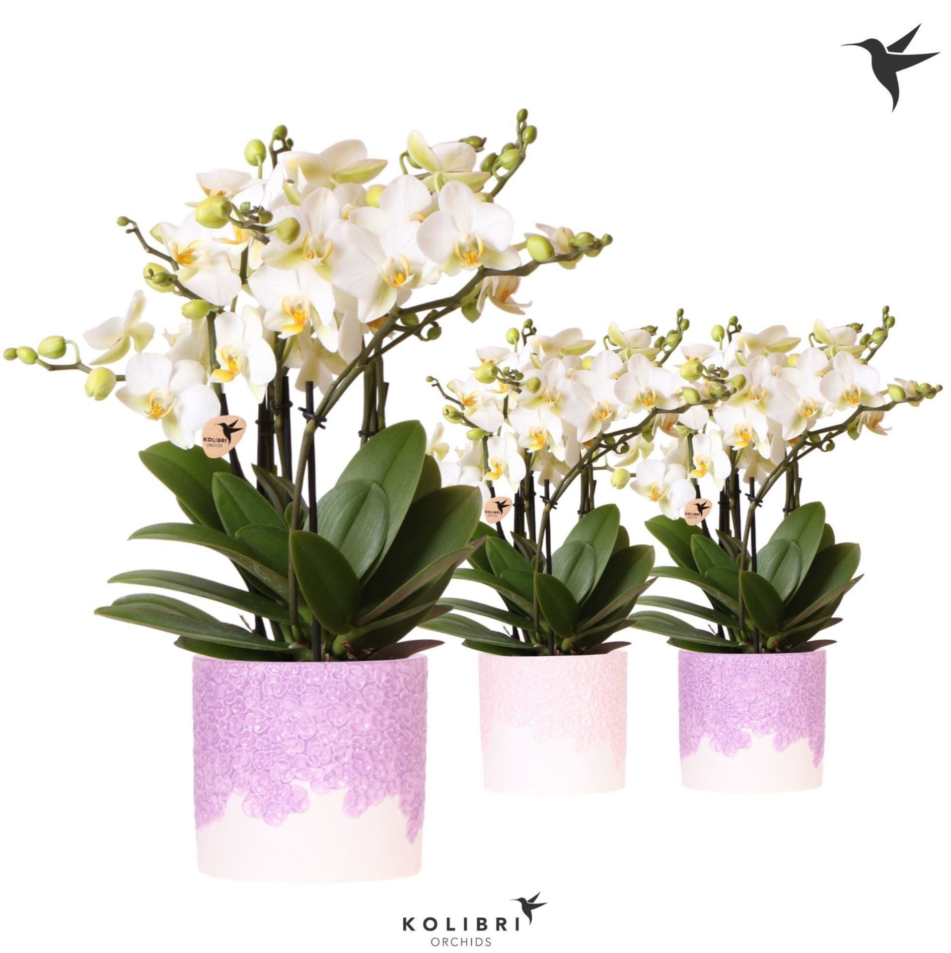 PHALAENOPSIS  M12 KOLIBRI 6 VARES CERAMIC