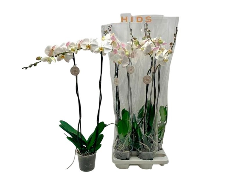 PHALAENOPSIS  M15- 90cm. 2 VARES BLANC