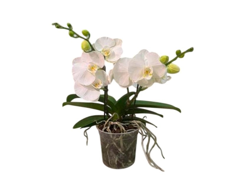 PHALAENOPSIS  M15- 50cm. 2 VARES BIG